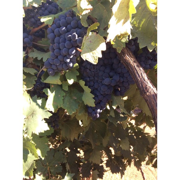 Tempranillo 1 Field