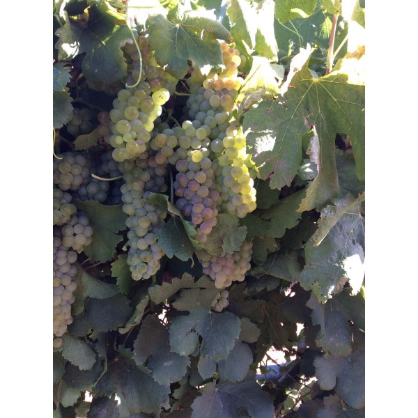 Viognier 1 Field