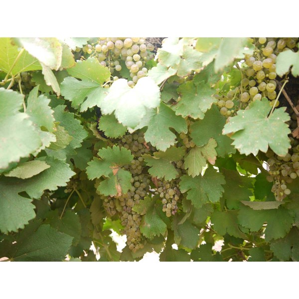 Viognier 2 Field