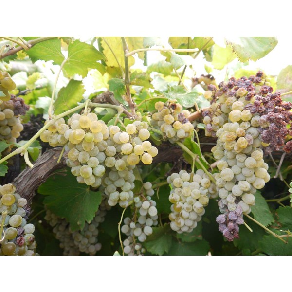 Verduzzo Friulano 1 Field