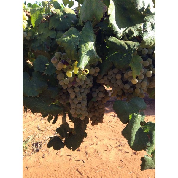 Verduzzo Friulano 2 Field