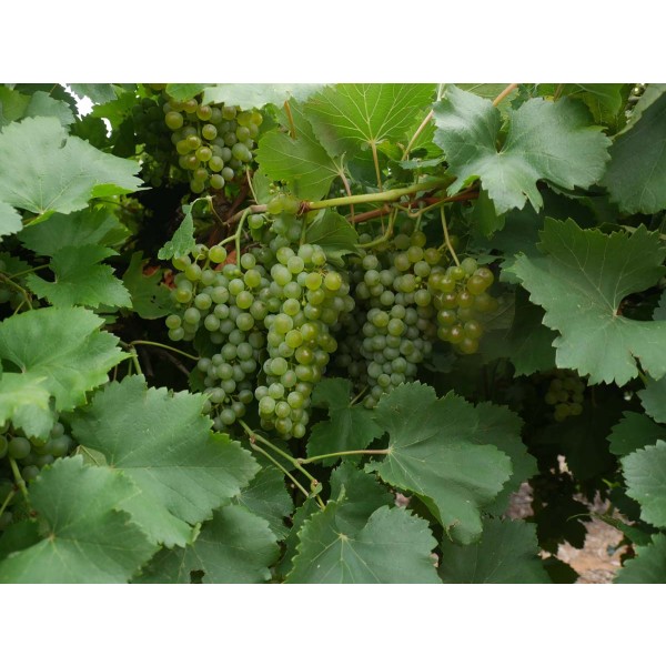 Verdejo Blanco Field 1