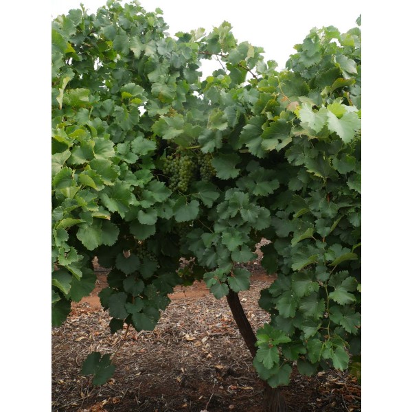Verdejo Blanco Field 2