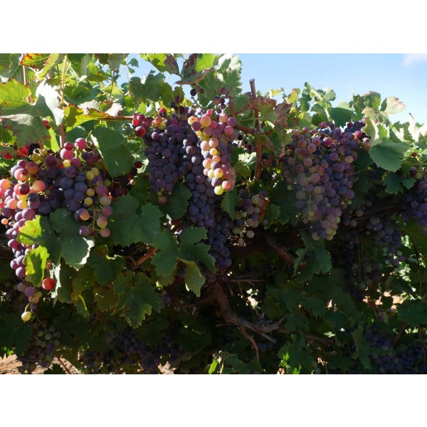 Uva di Troia Field 1