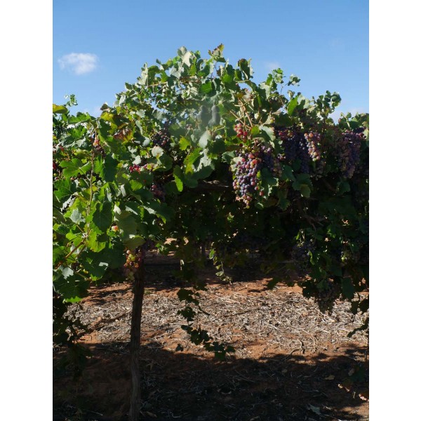 Uva di Troia Field 2