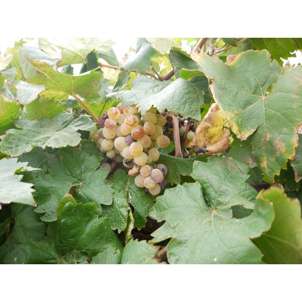 White Muscat 1 Field
