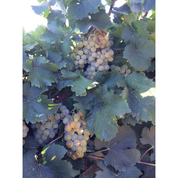 White Muscat 2 Field