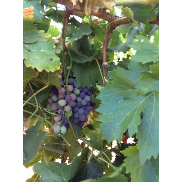 Black Malaga 1 Field